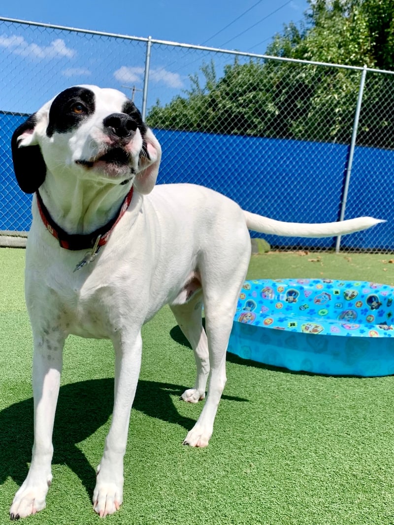 The Dog House Tour & Gallery Cage Free Dog Boarding Bloomington IN